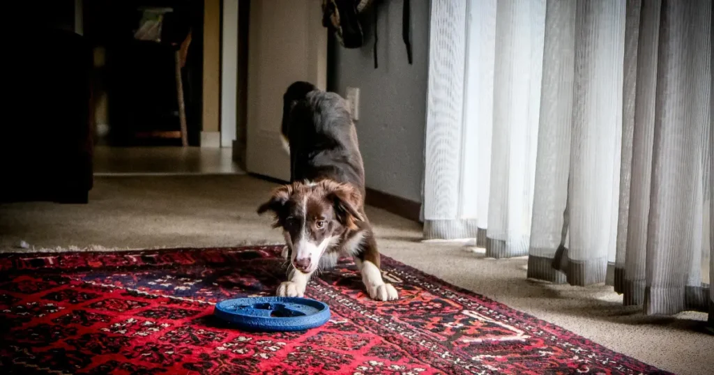 Get Dog Pee Out of Rug